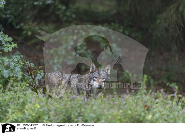 standing wolf / PW-04922