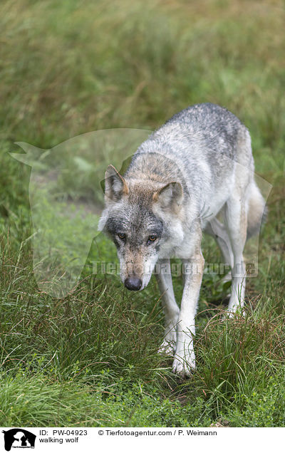 walking wolf / PW-04923