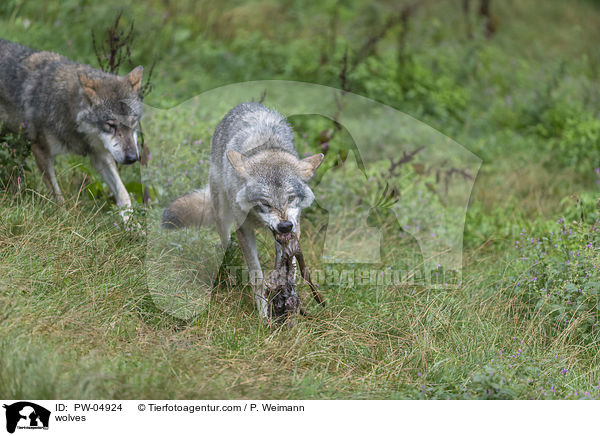 wolves / PW-04924