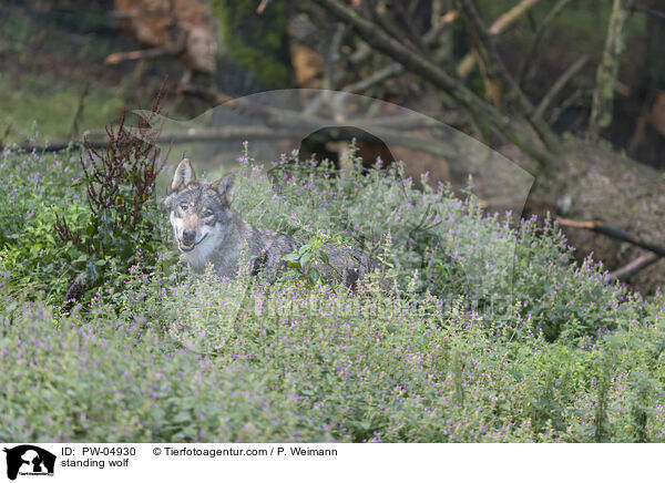 standing wolf / PW-04930