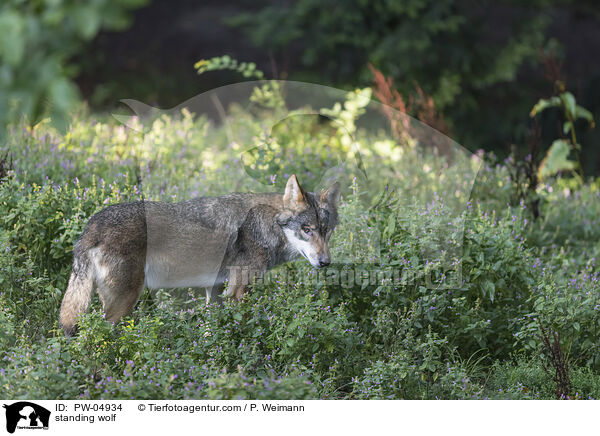 standing wolf / PW-04934