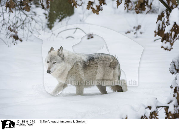 laufender Wolf / walking Wolf / IG-01279