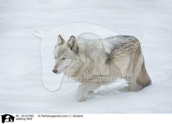 laufender Wolf / walking Wolf / IG-01280
