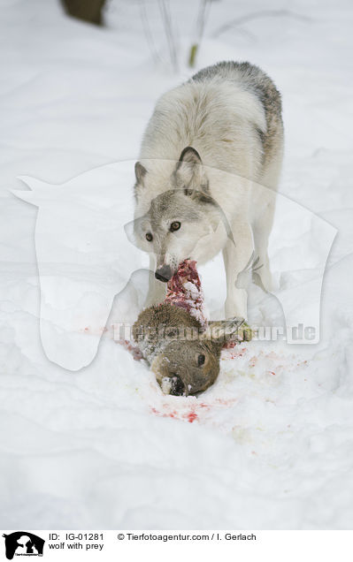 wolf with prey / IG-01281