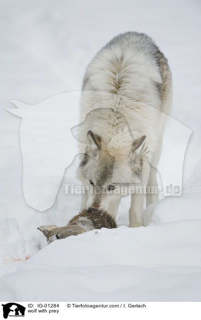 Wolf mit Beute / wolf with prey / IG-01284