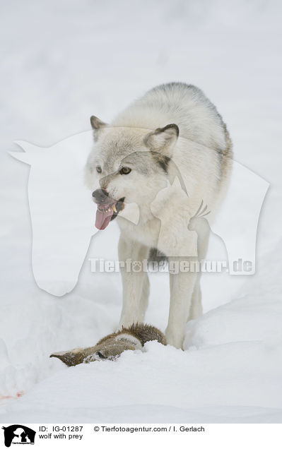 Wolf mit Beute / wolf with prey / IG-01287