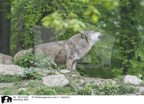 stehender Wolf / standing Wolf / IG-01324