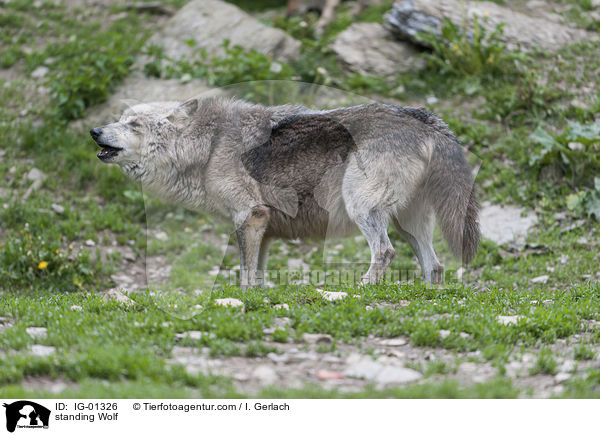 stehender Wolf / standing Wolf / IG-01326