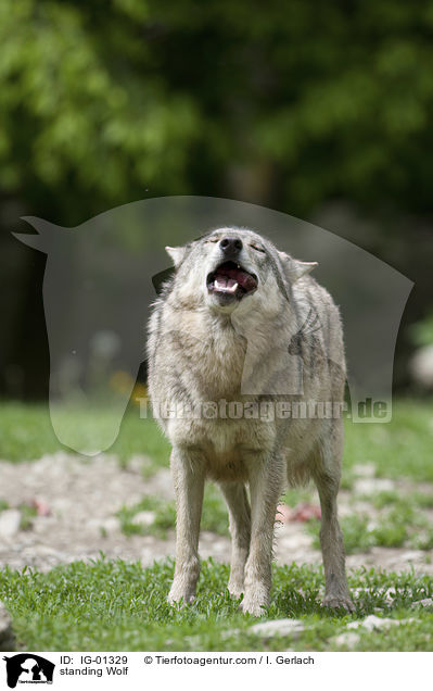 stehender Wolf / standing Wolf / IG-01329
