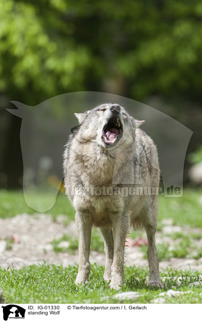 stehender Wolf / standing Wolf / IG-01330
