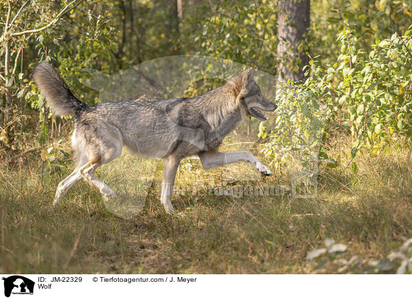 Wolf / Wolf / JM-22329