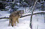 Gray Wolf