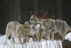 wolves in snow