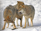 wolves in snow