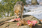 eating greywolf