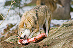 eating greywolf