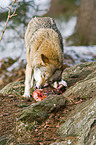 eating greywolf