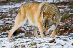 greywolf