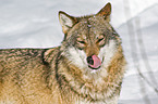 greywolf portrait