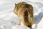 injured greywolf