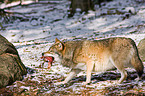eating greywolf
