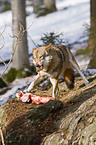 eating greywolf