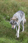 walking wolf