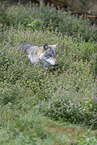 walking wolf
