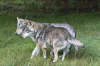 standing wolves