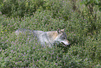 walking wolf