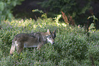 standing wolf