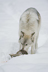 wolf with prey