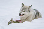 wolf with prey
