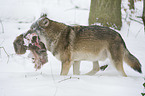 Wolf with prey