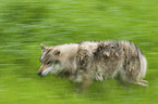 running Wolf