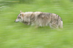 running Wolf