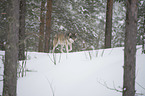 walking Wolf