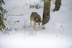walking Wolf