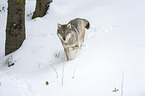 walking Wolf