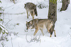 walking Wolves