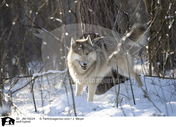 Wolfshybrid / wolf hybrid / JM-19224