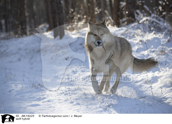 Wolfshybrid / wolf hybrid / JM-19225