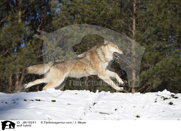 Wolfshybrid / wolf hybrid / JM-19241