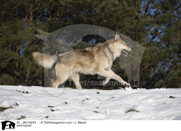 Wolfshybrid / wolf hybrid / JM-19243