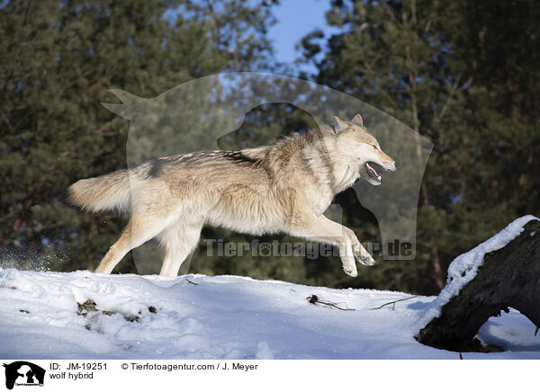 Wolfshybrid / wolf hybrid / JM-19251