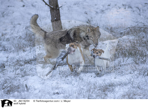 Wolfshybrid / wolf hybrid / JM-19254