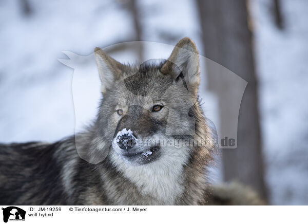 Wolfshybrid / wolf hybrid / JM-19259