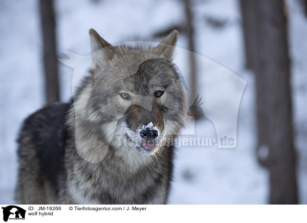 Wolfshybrid / wolf hybrid / JM-19266