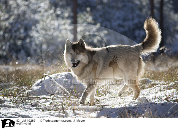 Wolfshybrid / wolf hybrid / JM-19285