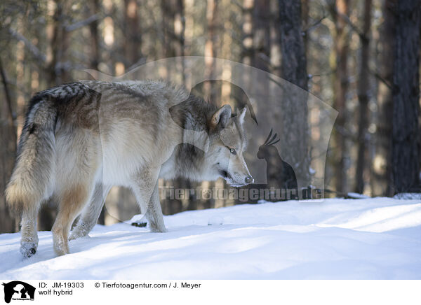 Wolfshybrid / wolf hybrid / JM-19303